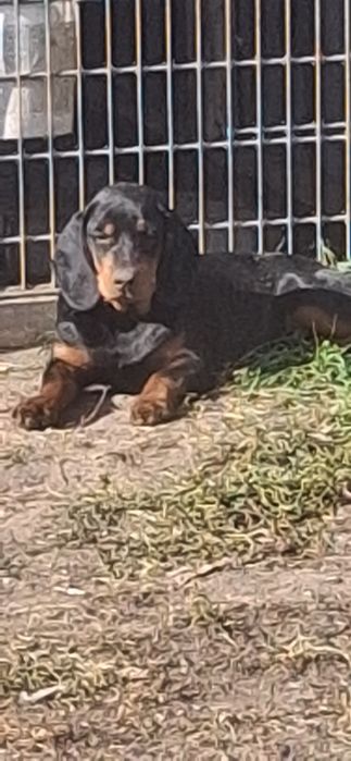 Szczeniak Gonczy Słowacki