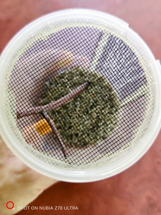 Pojemnik hodowlany dla modliszki