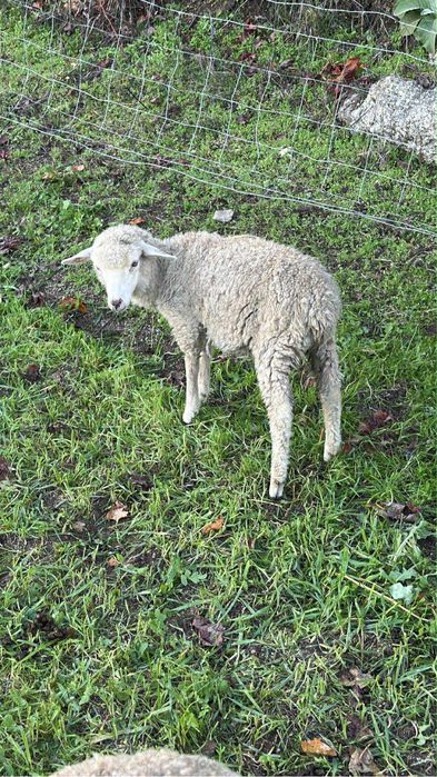 Ovelha anã 11 meses