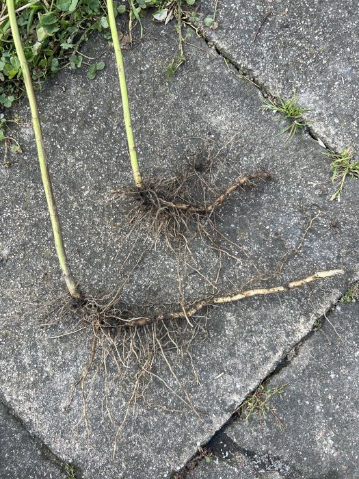 Astry jesienne marcinki wysokosc 170 cm