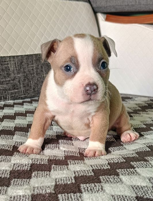 American bully pocket suczka