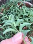 Senecio string of dolphins