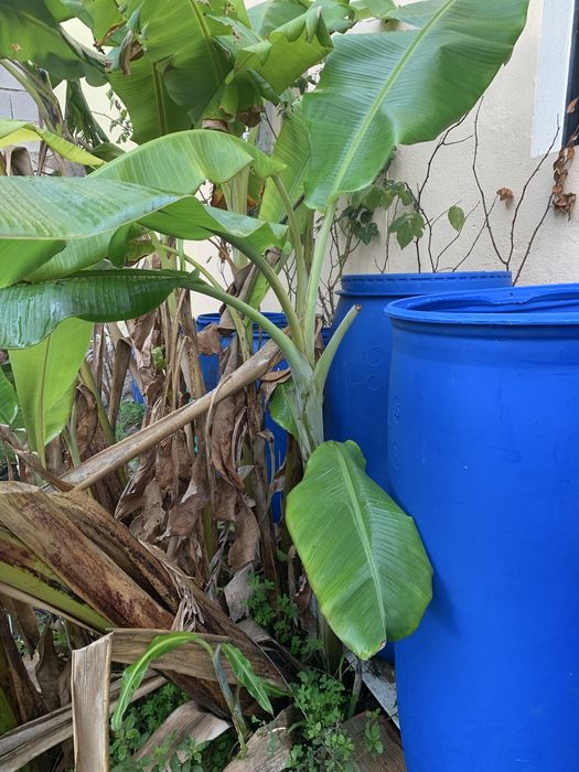 Bananeiras para venda