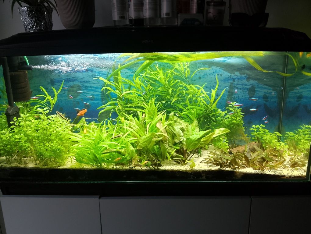 Sprzedam akwarium 240l z obsada