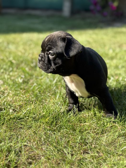 Sunia buldog francuski