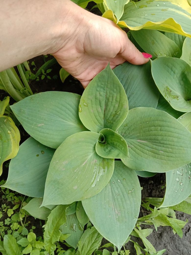 Хоста sieb. 'Elegans'