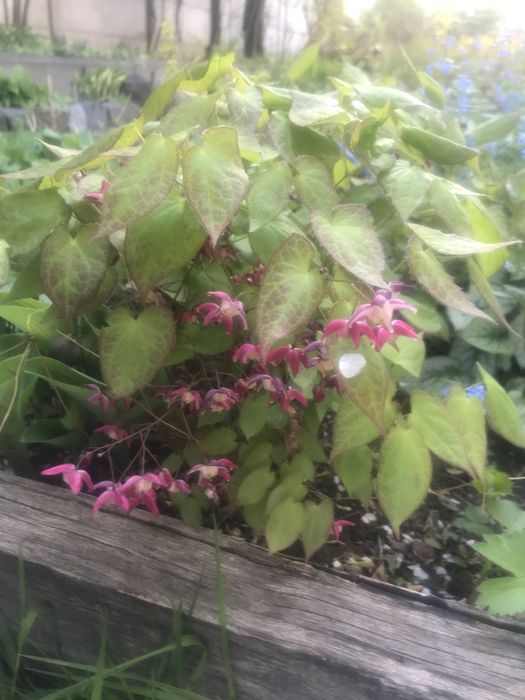 Многолетние цветы и кустарники.  Мордовник   Эпимедиум. Физостегия.  .