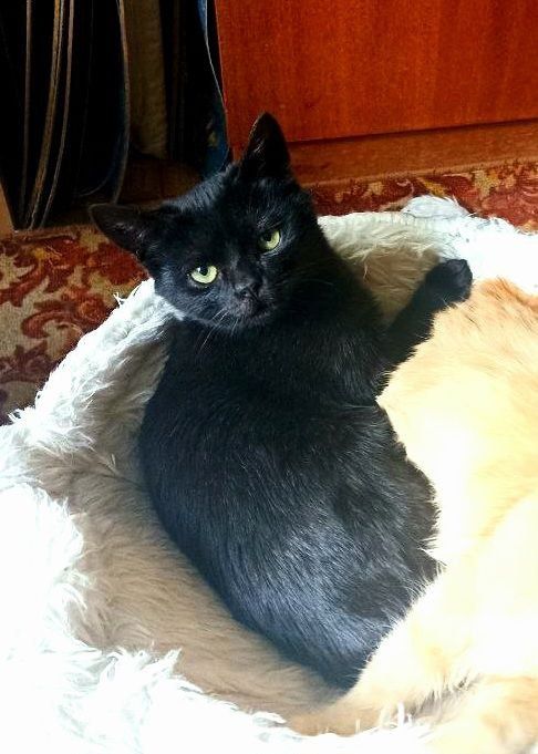 Котенок в поисках семьи