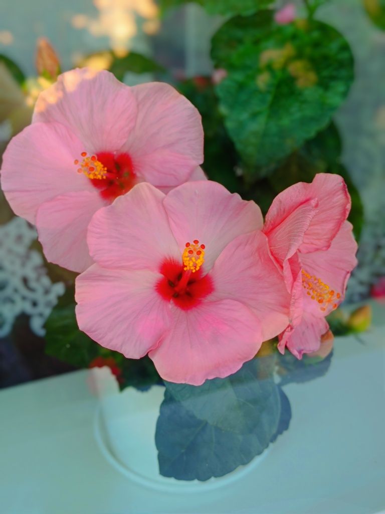 Niesamowite hibiskusy, róża chińska, rosa sinensis hibiscus