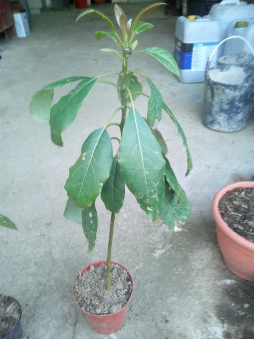 Abacateiros em vaso
