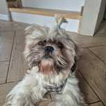 Shih tzu suczka.