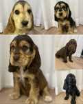 Chlopak cocker spaniel angielski czarny podpalany