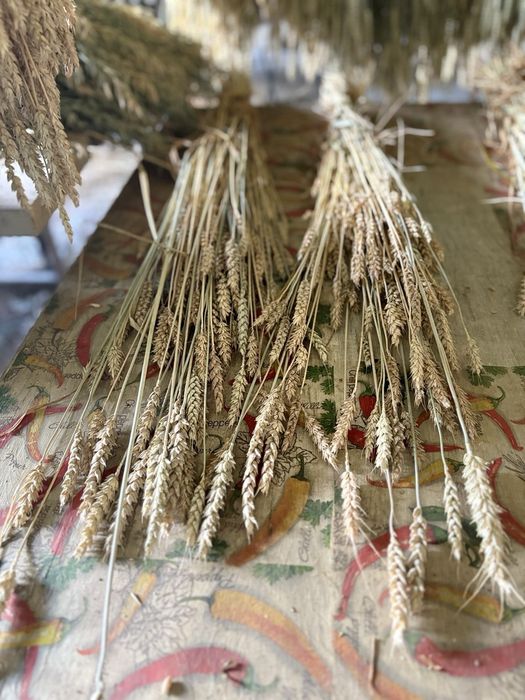 Пшениця, сноп пшениці,