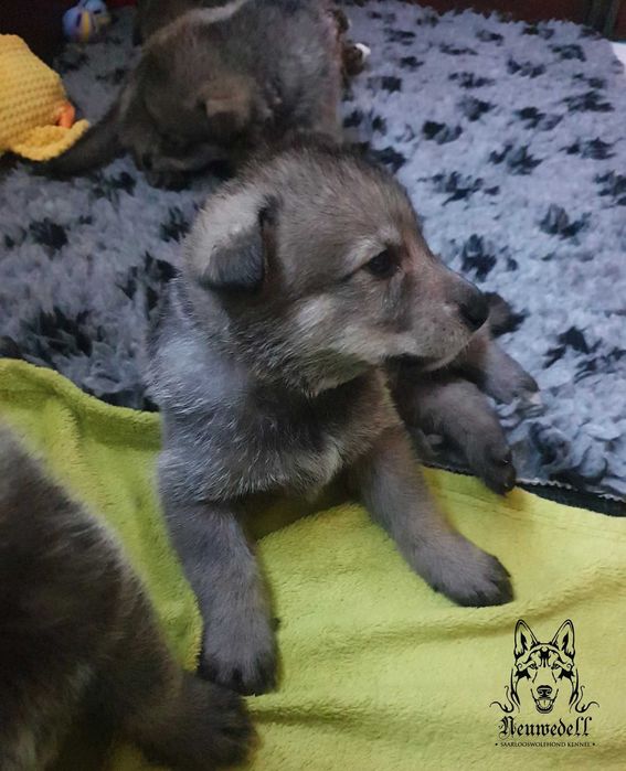 Saarlooswolfhond - wilczak Saarloosa