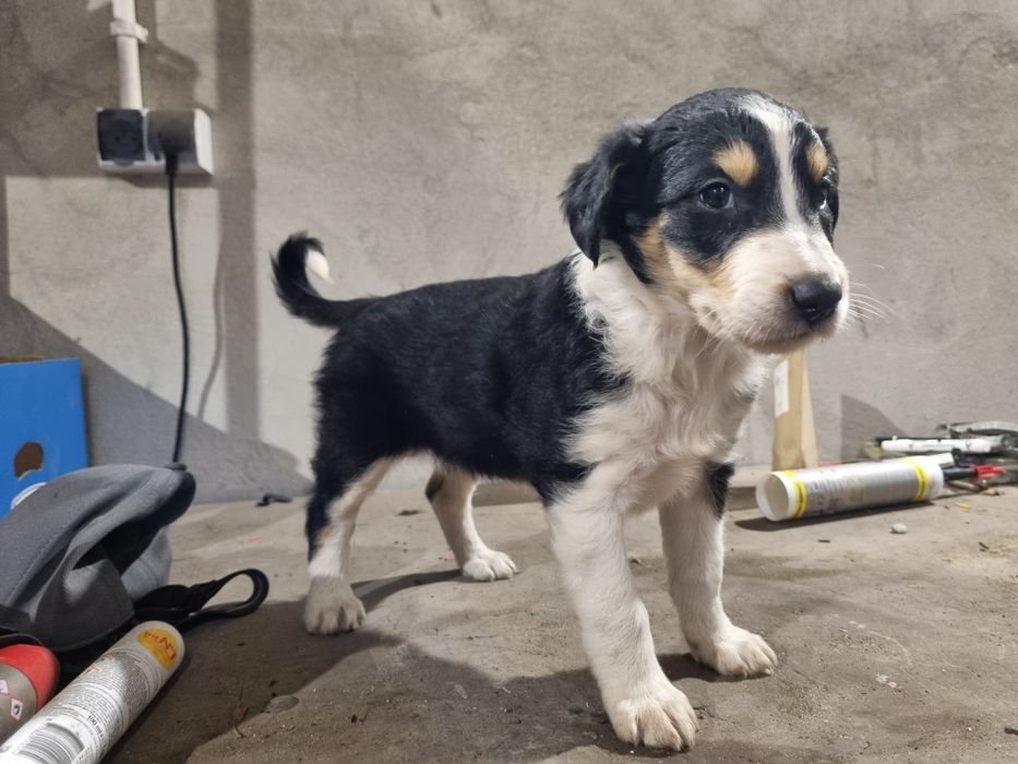 Szczeniaczki suczka i piesek mix kundel, borzoi