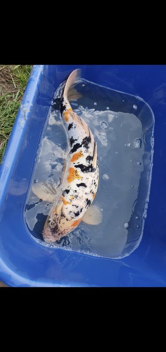 Koi .karp koi. Rodzice japonia