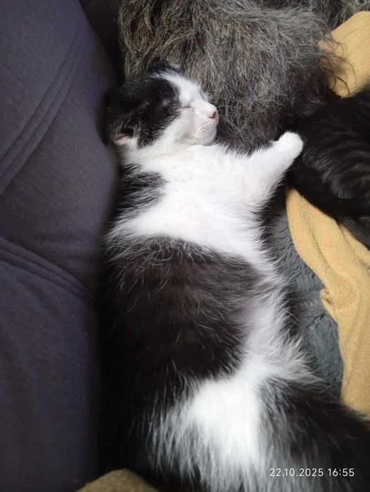 Jestem Jaś, mam 10 tygodni