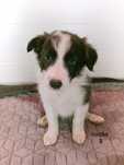 Border Collie suczka niebiesko-biała