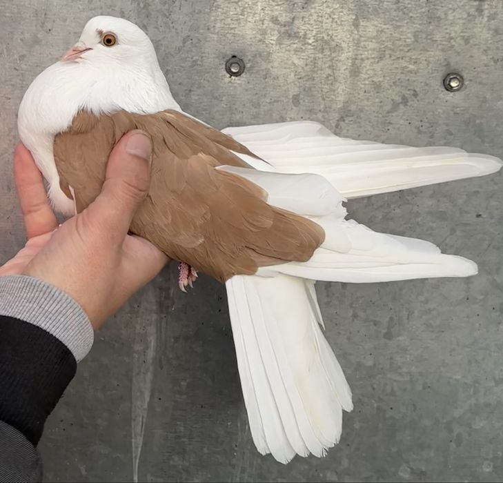 Sprzedam orliki szariki