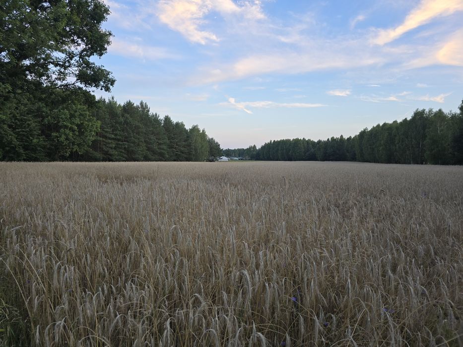 Żyto populacyjne typu Danko Rubin