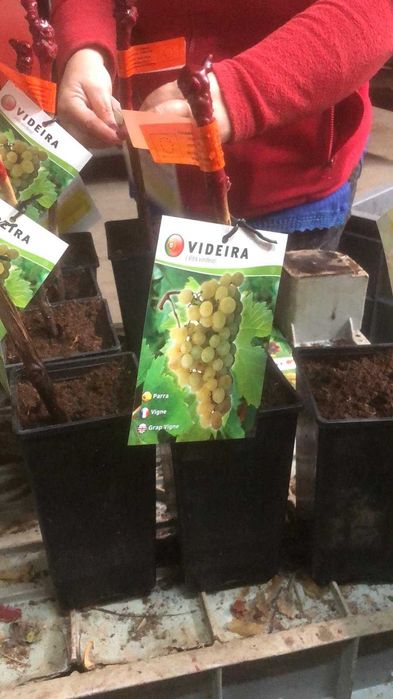 Videiras enxertadas envasadas