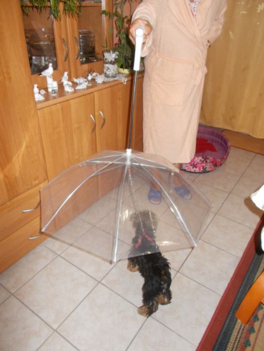 Parasol dla pupila- np pieska, nowa