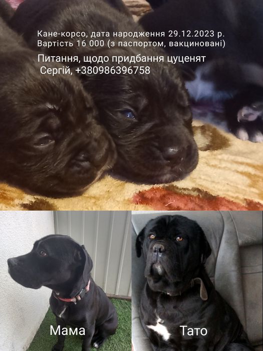 Щенки Кане-корсо