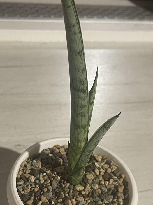 Сансевієрія (сансевиерия)