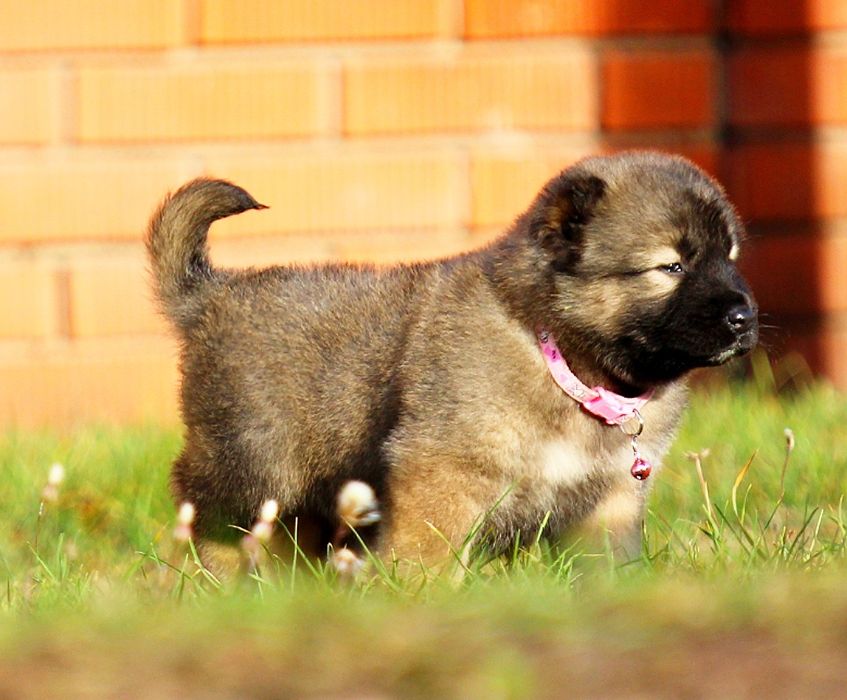 Дівчатка  -  кавказюлі.