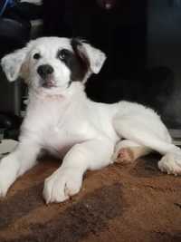 Doa-se Border Collie (macho)