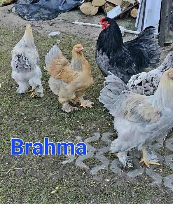 Jaja lęgowe Brahma mix
