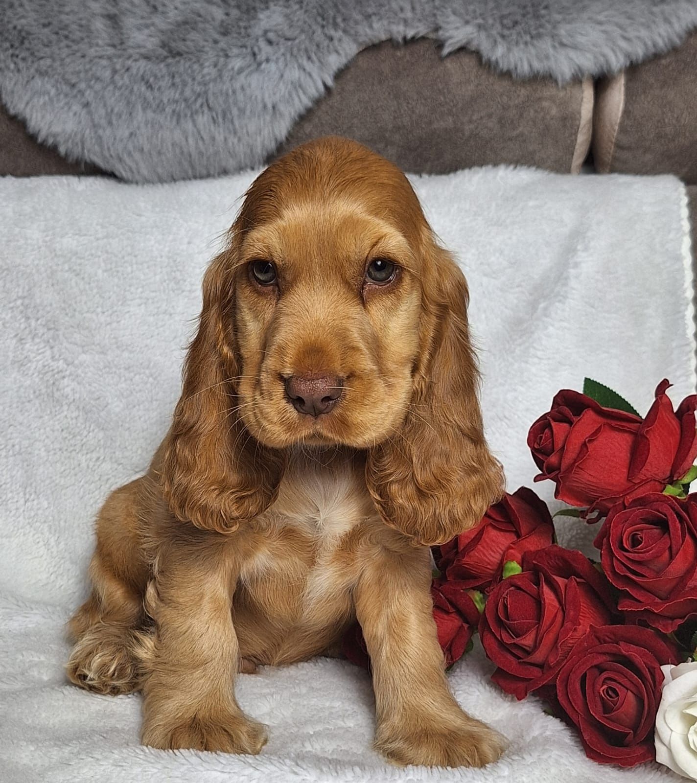 Cocker spaniel angielski - piesek złoty z czekoladowym noskiem