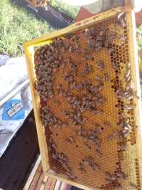 Pszczoły,odkłady pszeczele na ramce WP