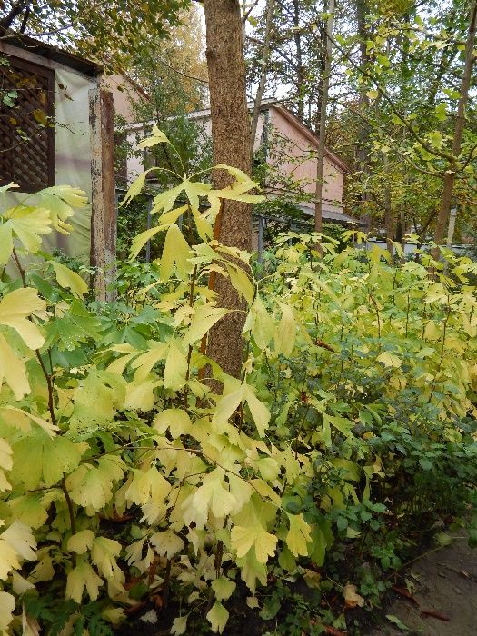 Саджанці і листя гінкго білоба. Кожний шостий саджанець у подарунок!