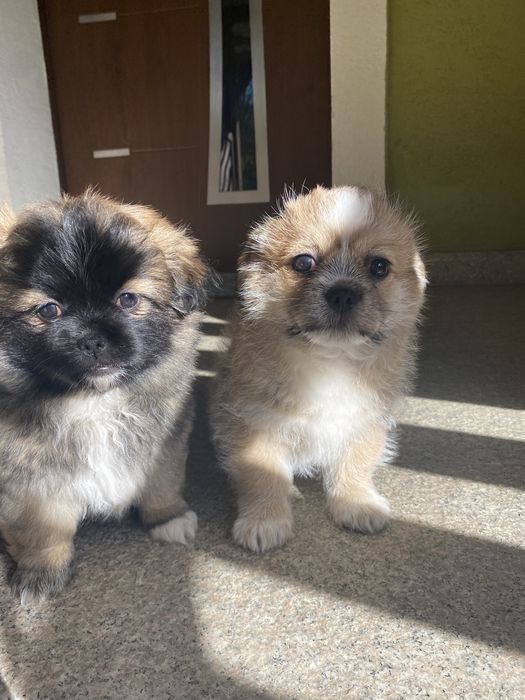 Oddam pieski w dobre rece