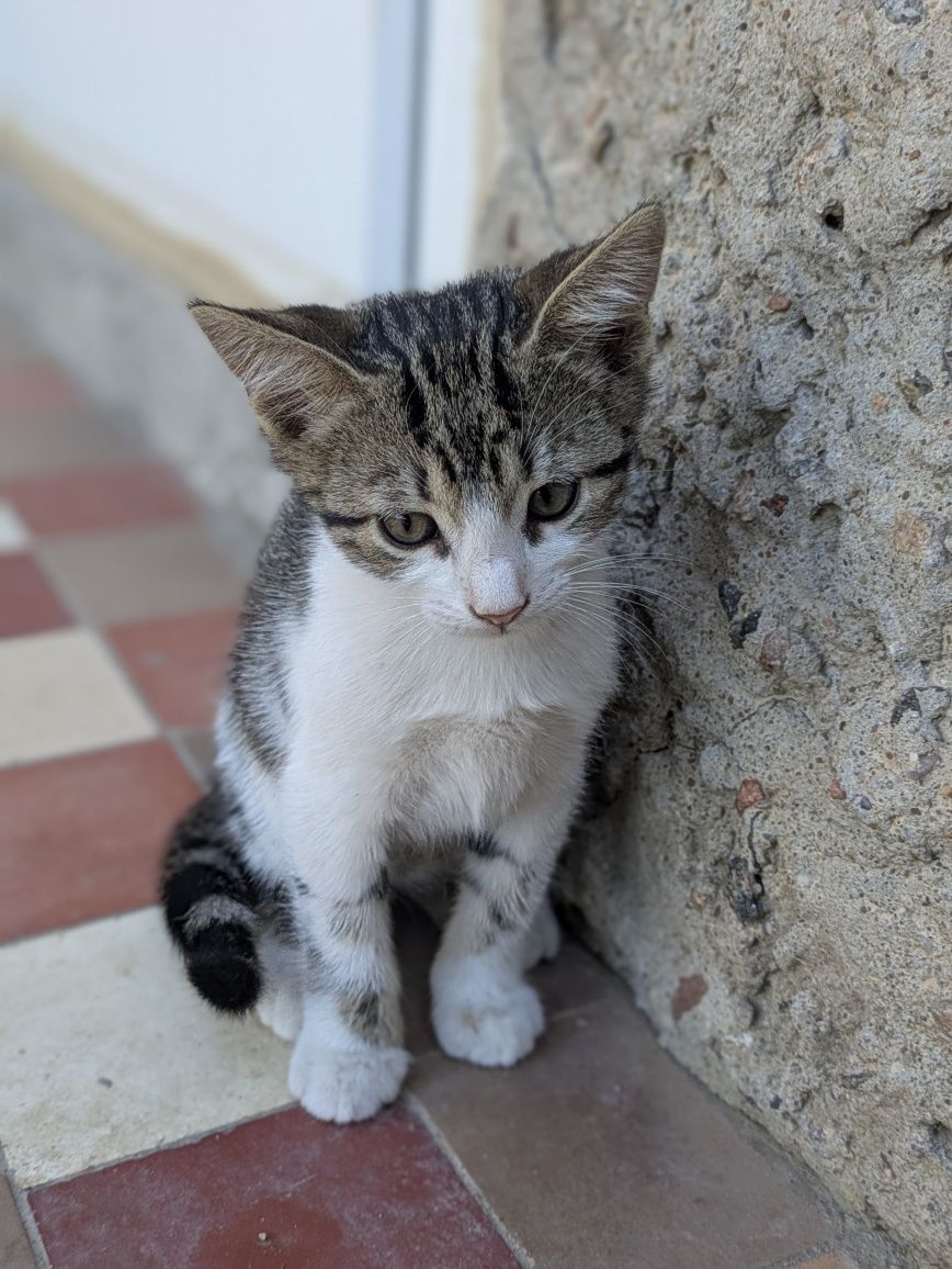 Котята кошенята (доставка по місту)