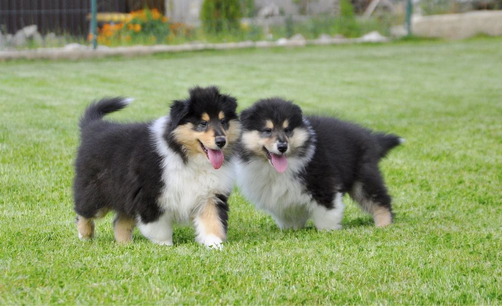 Щенки колли