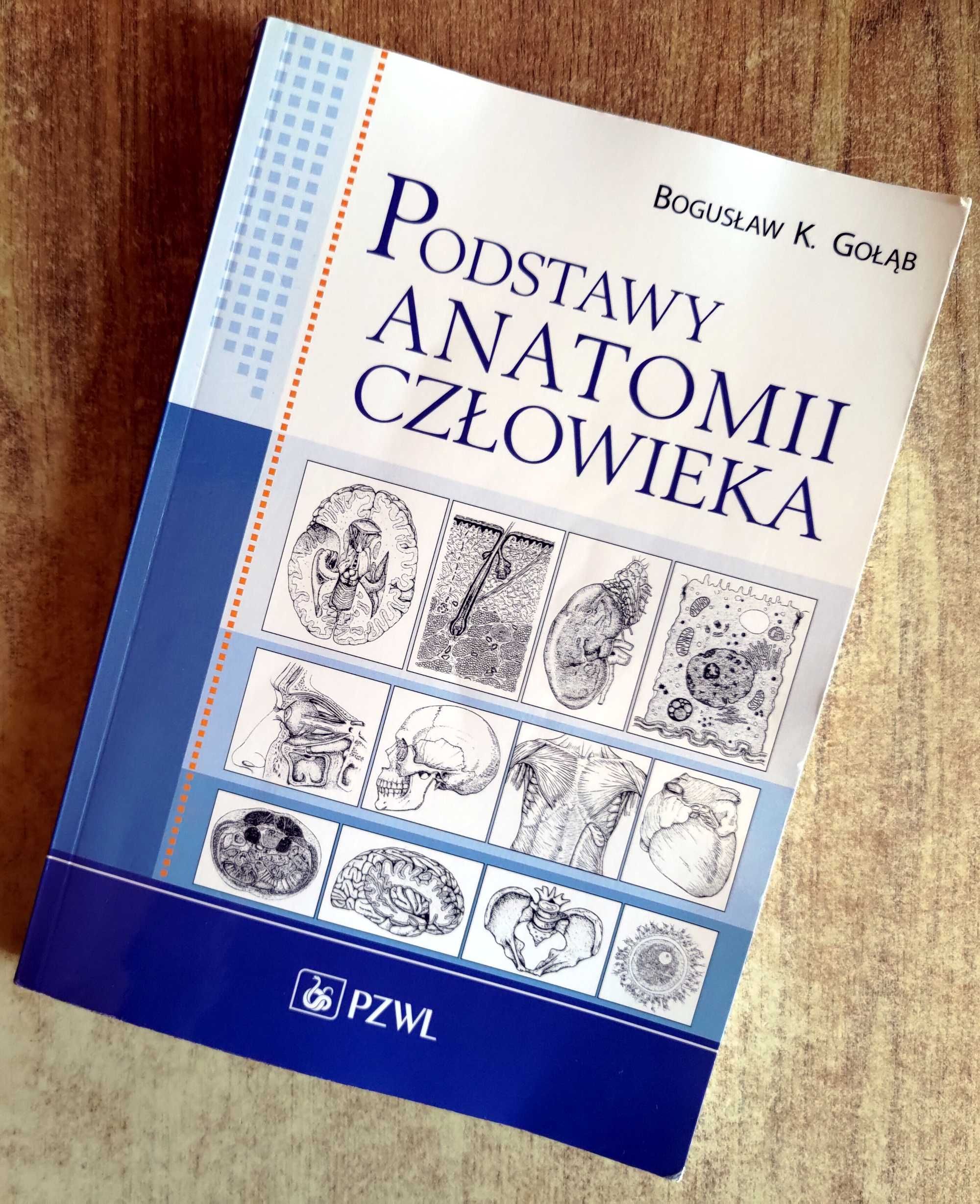 Podstawy anatomii człowieka - Bogusław K. Gołąb