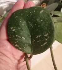 Hoya Obovata i inne