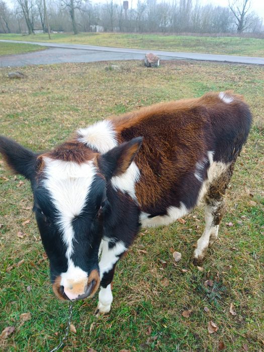 Продам теличку на держання