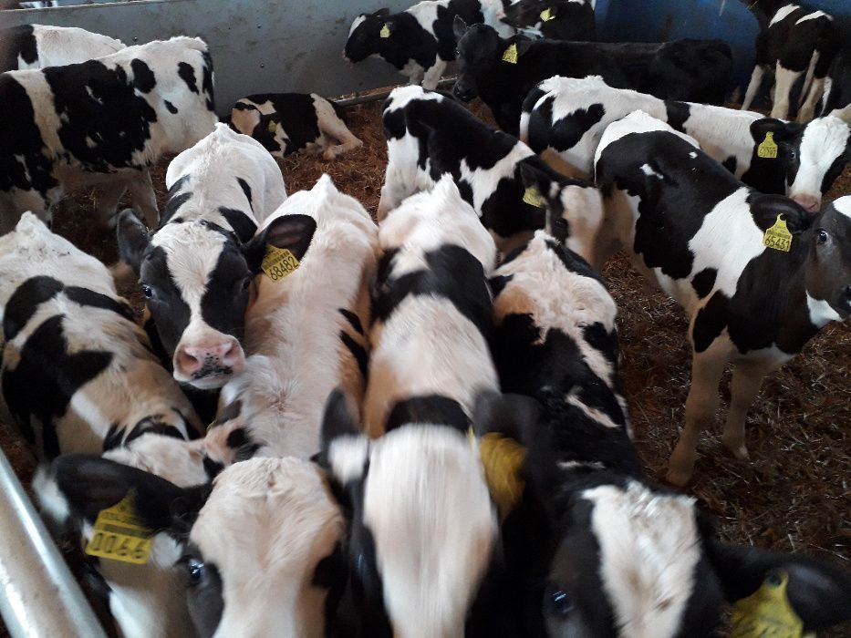 Cielaczki byczki i jałówki różne tanio, jakość mięsna i mleczna, trans