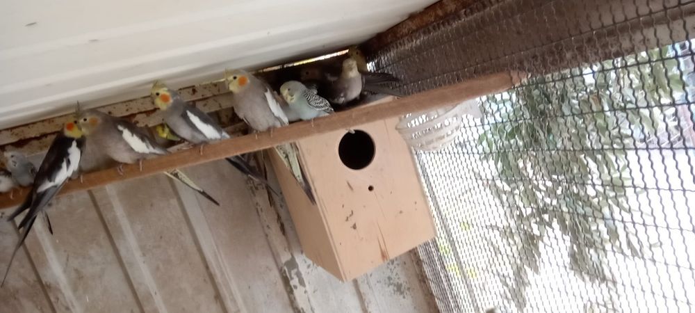 Vendo piriquitos e caturras