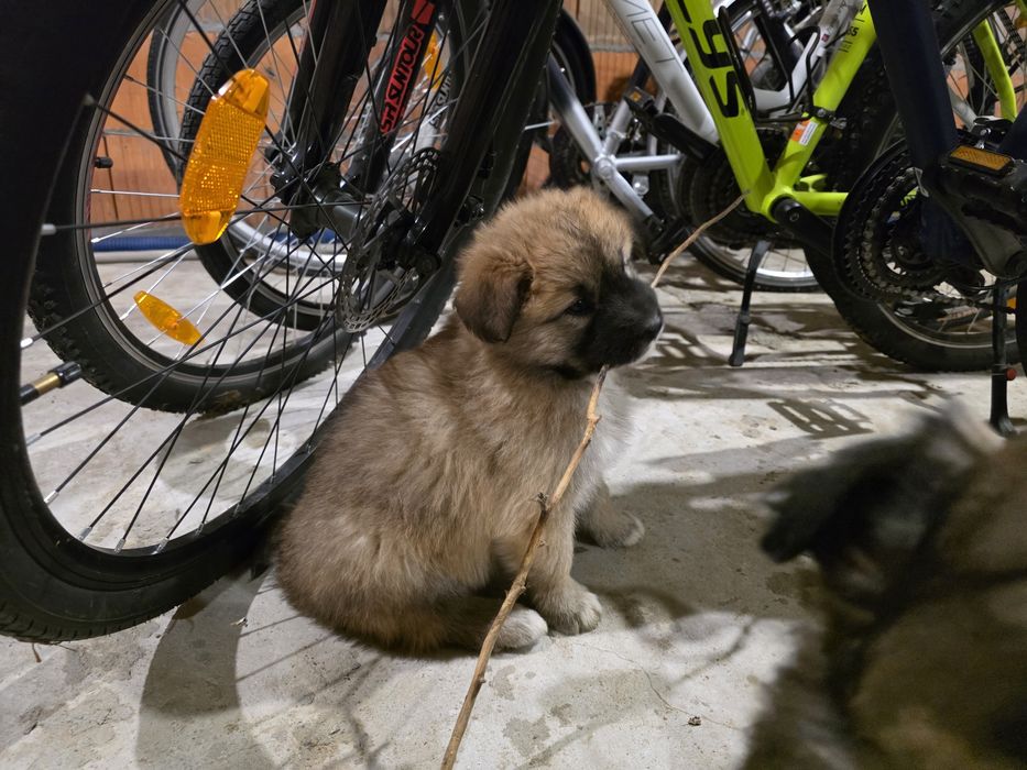 Pieski - owaczrek podhalański