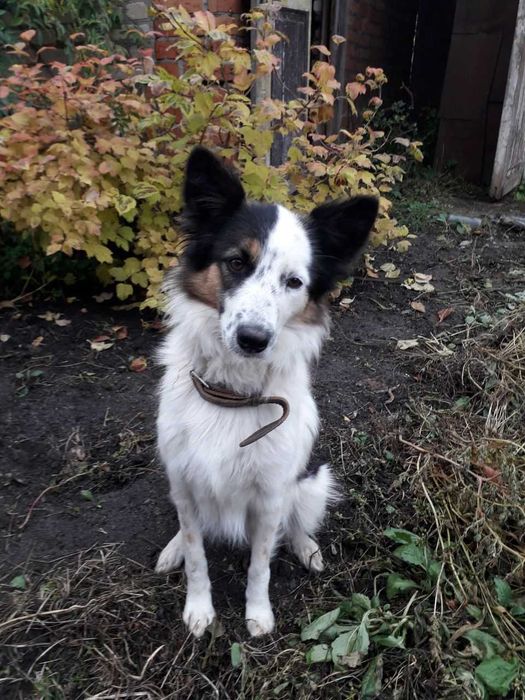 Отдам щенков Бордер-колли за символическое вознаграждение. (Метисы)