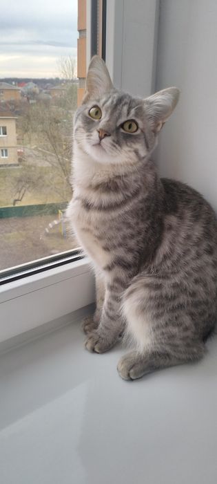 Віддам в добрі руки котика