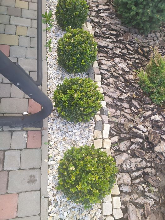 Самшит  зформовані кущі