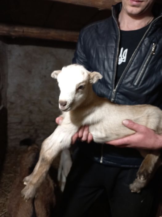 Шукають дім 75%АН ламанча