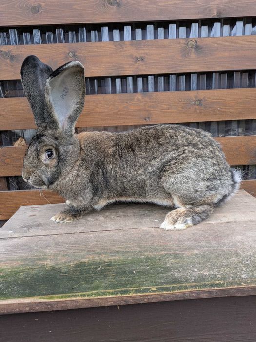 belgijski olbrzym szary