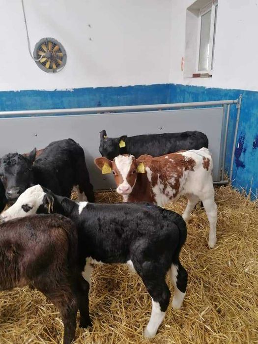 sprzedam cielaki mięsne