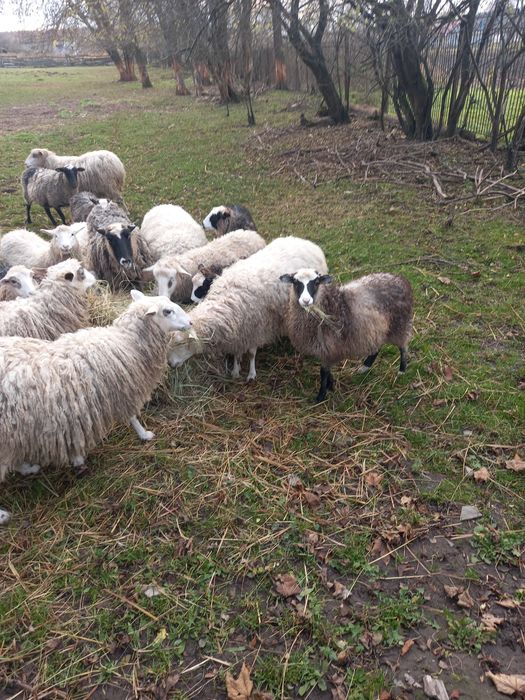 Продам овечки романівська